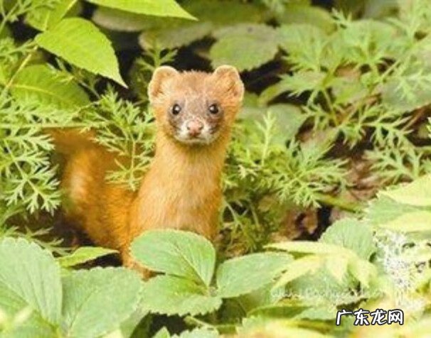 开车撞死黄鼠狼是凶还是吉 白天开车撞死黄鼠狼是凶还是吉