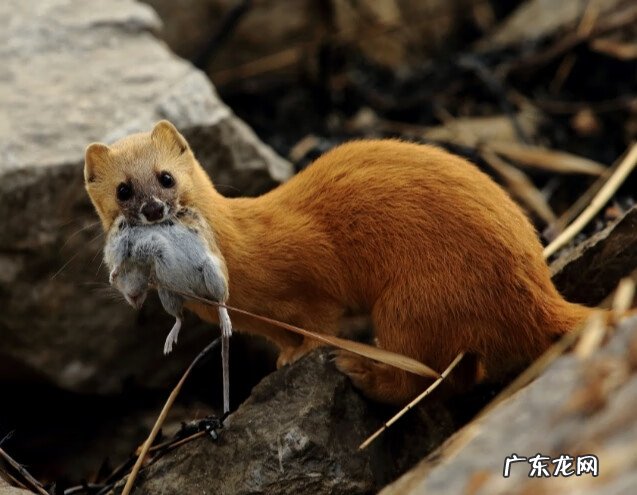 开车撞死黄鼠狼是凶还是吉 白天开车撞死黄鼠狼是凶还是吉