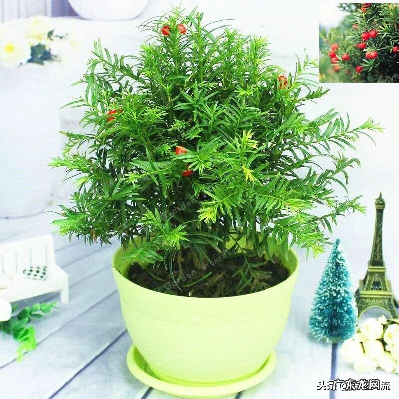 种红豆杉树在家风水好吗 红豆杉栽在家在风水上好吗