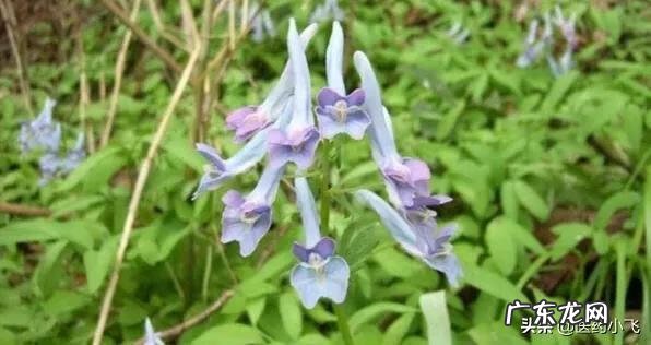 延胡索外用的功效与作用 延胡索的功效与作用图片