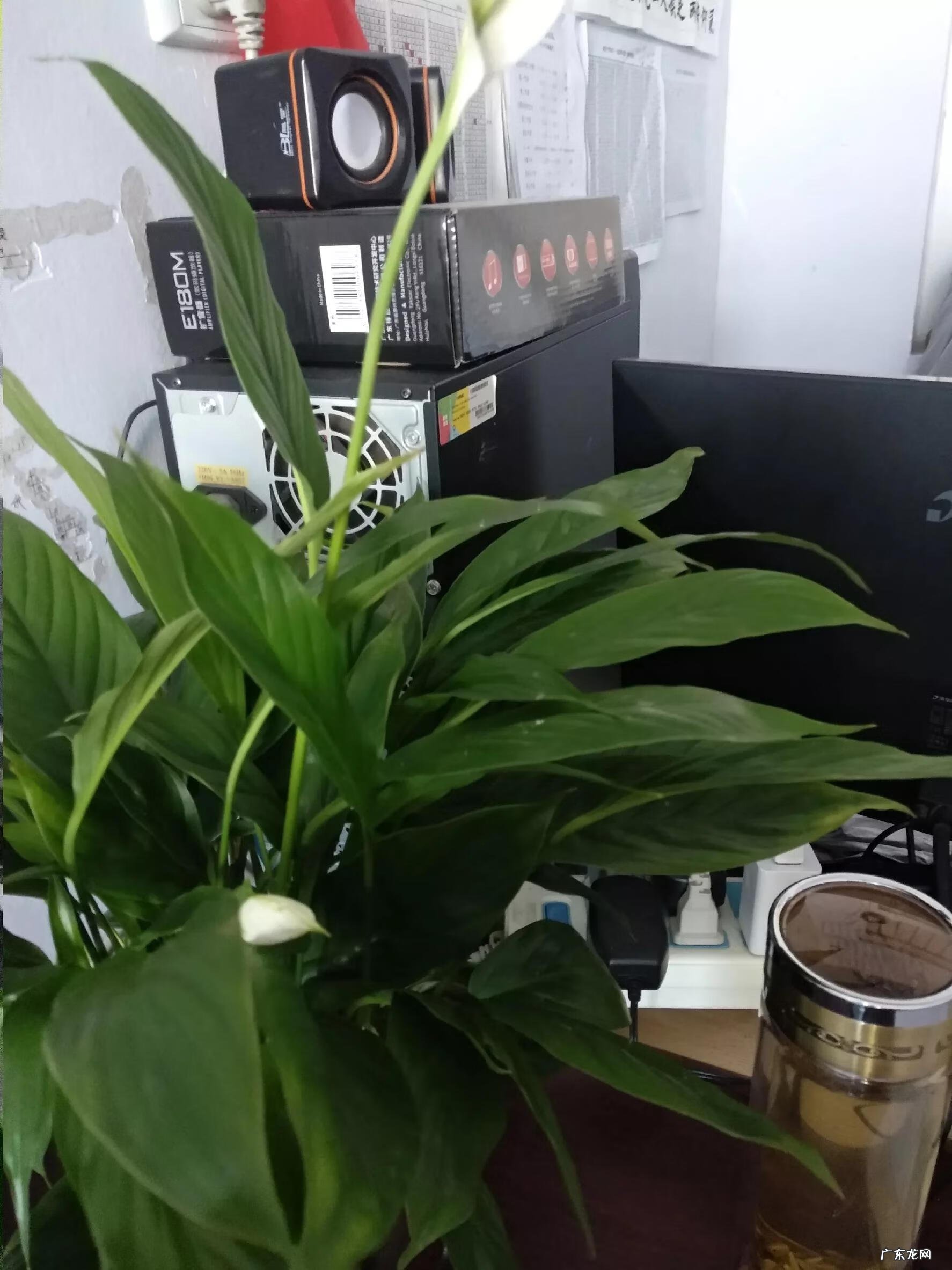 家里风水植物 家里养水培植物风水