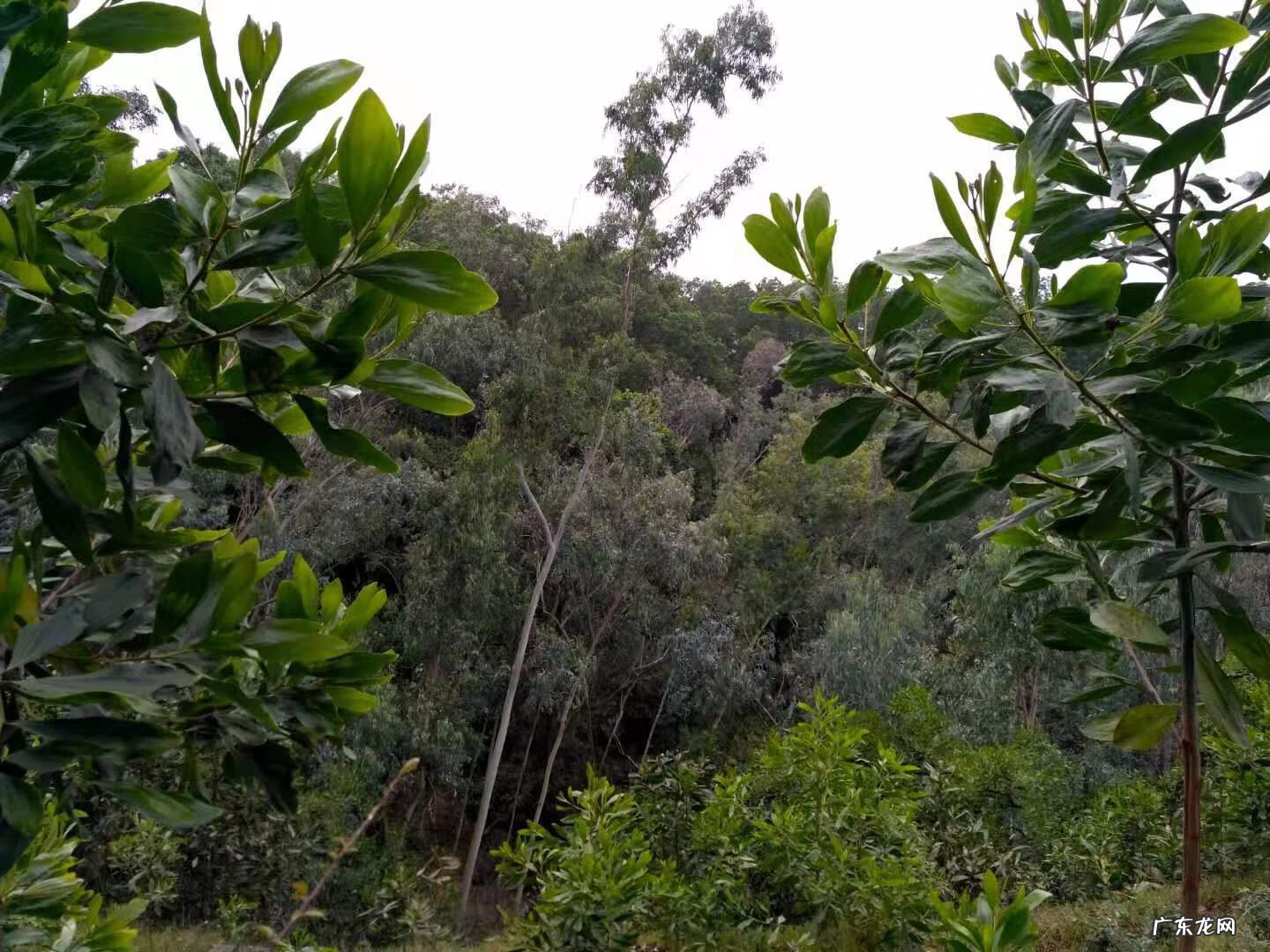 八仙岭山火 黄茆八仙岭风水地形彩图
