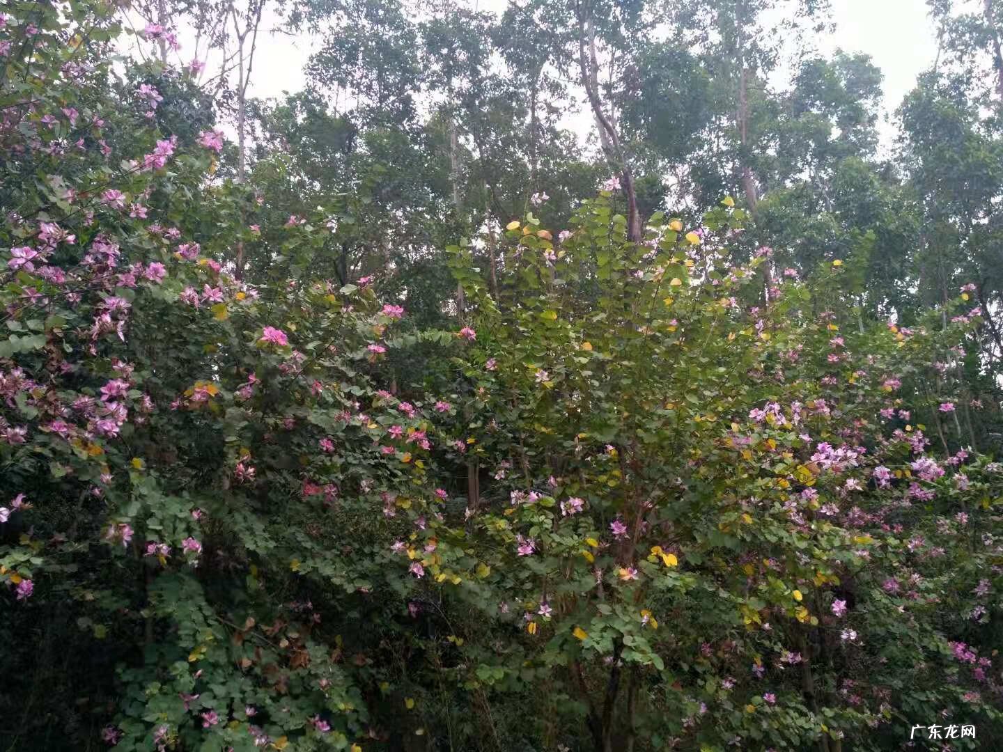 八仙岭山火 黄茆八仙岭风水地形彩图