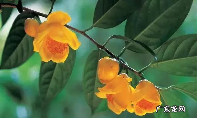 家庭保健医生 中国家庭医生大全