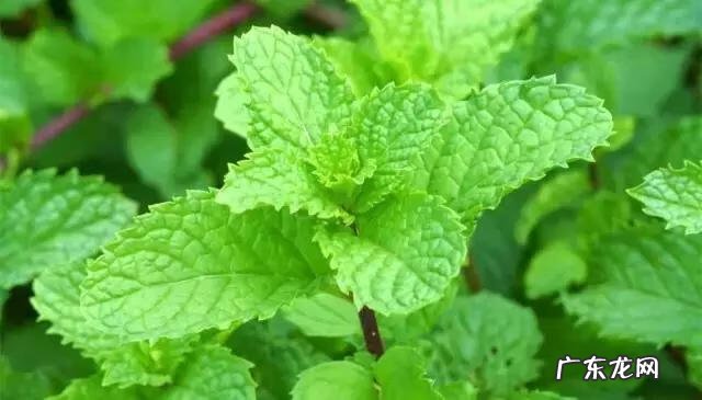 家庭保健医生 中国家庭医生大全