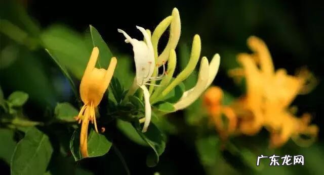 家庭保健医生 中国家庭医生大全