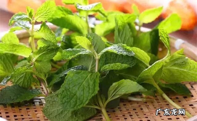 家庭保健医生 中国家庭医生大全