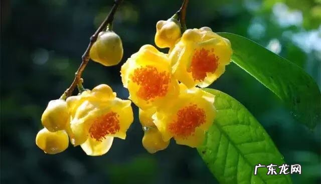 家庭保健医生 中国家庭医生大全