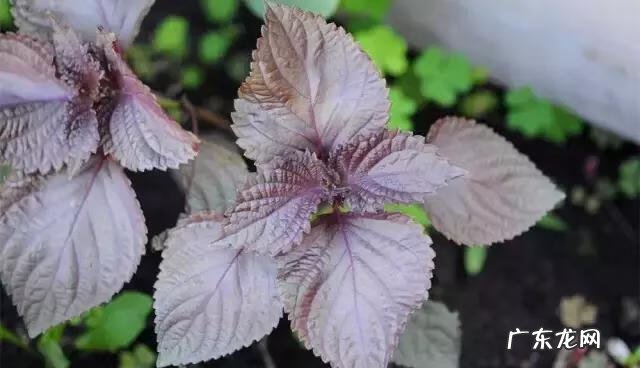 家庭保健医生 中国家庭医生大全