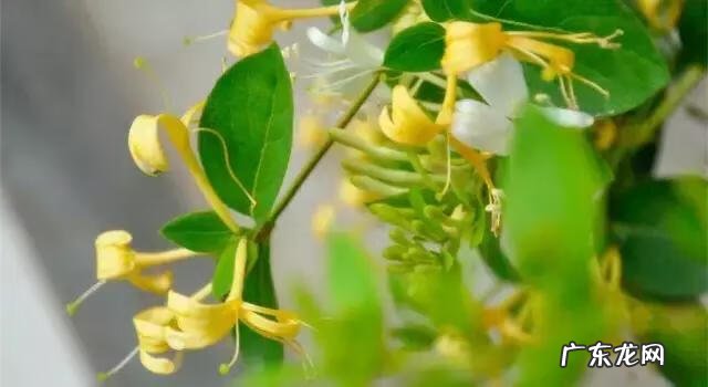 家庭保健医生 中国家庭医生大全