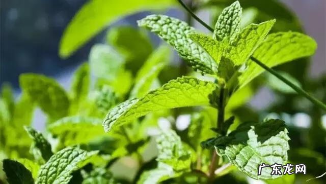 家庭保健医生 中国家庭医生大全