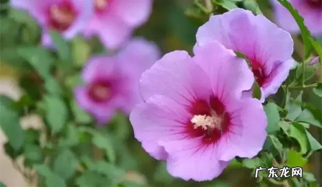 家庭保健医生 中国家庭医生大全