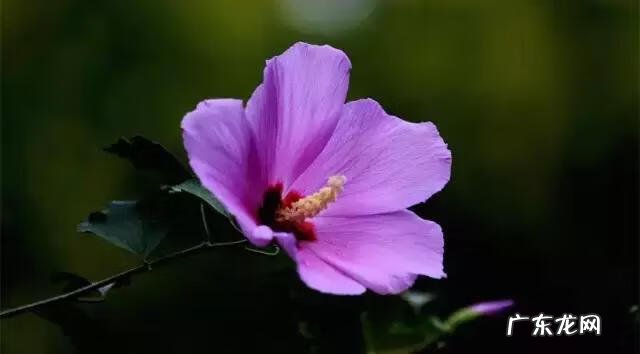 家庭保健医生 中国家庭医生大全