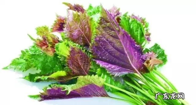 家庭保健医生 中国家庭医生大全