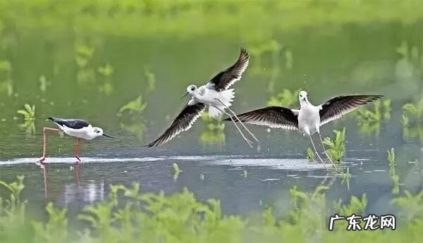 小鸟的品种及图片 小鸟的图片大全