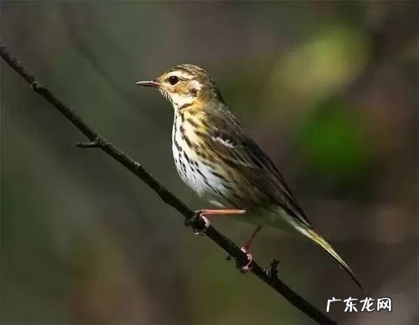 小鸟的品种及图片 小鸟的图片大全