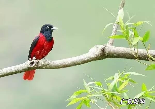 小鸟的品种及图片 小鸟的图片大全