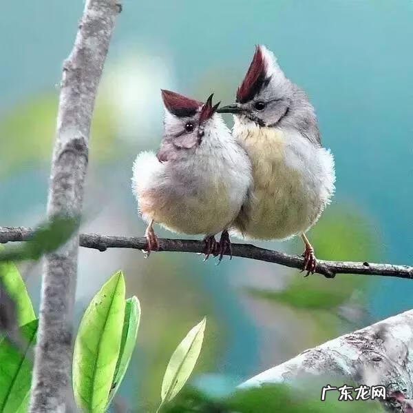 小鸟的品种及图片 小鸟的图片大全