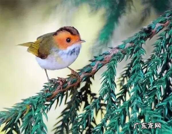 小鸟的品种及图片 小鸟的图片大全