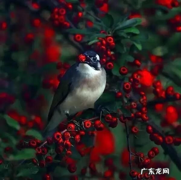 小鸟的品种及图片 小鸟的图片大全