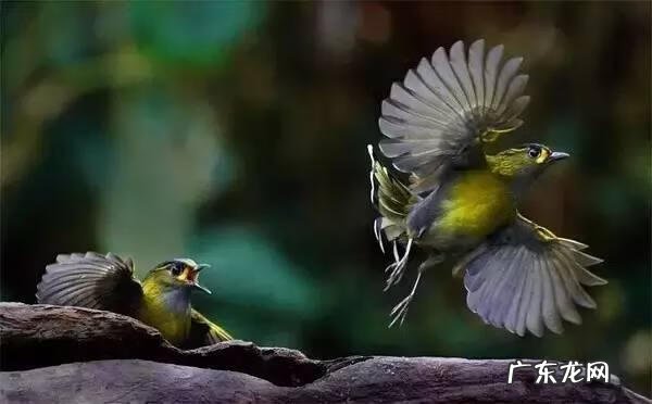 小鸟的品种及图片 小鸟的图片大全