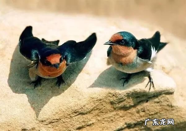 小鸟的品种及图片 小鸟的图片大全