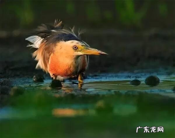 小鸟的品种及图片 小鸟的图片大全