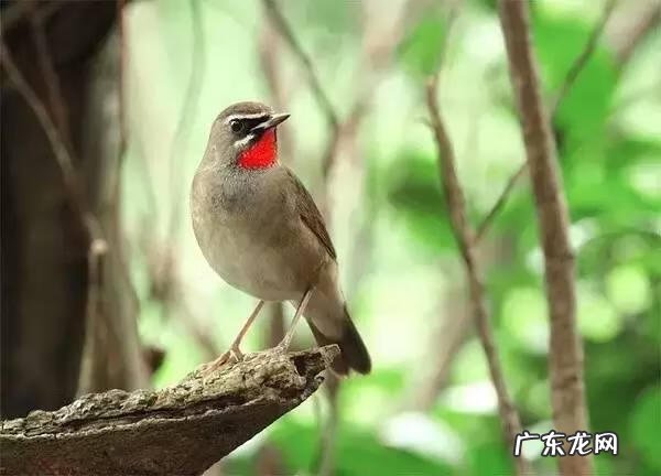 小鸟的品种及图片 小鸟的图片大全