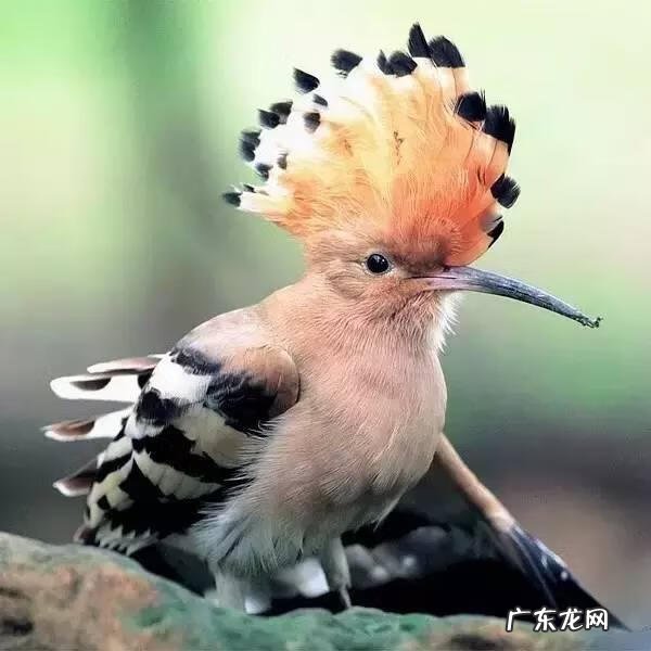 小鸟的品种及图片 小鸟的图片大全