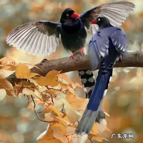 小鸟的品种及图片 小鸟的图片大全