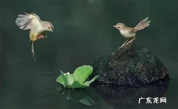 小鸟的品种及图片 小鸟的图片大全