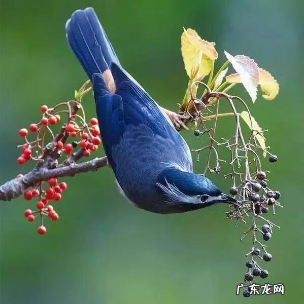 小鸟的品种及图片 小鸟的图片大全