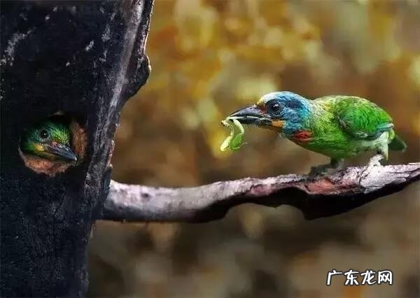 小鸟的品种及图片 小鸟的图片大全