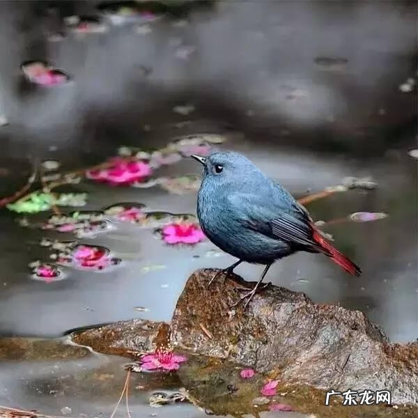 小鸟的品种及图片 小鸟的图片大全