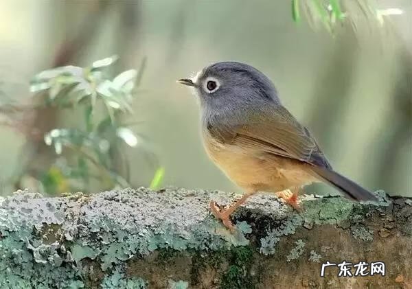 小鸟的品种及图片 小鸟的图片大全