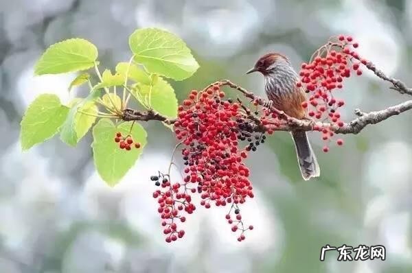小鸟的品种及图片 小鸟的图片大全