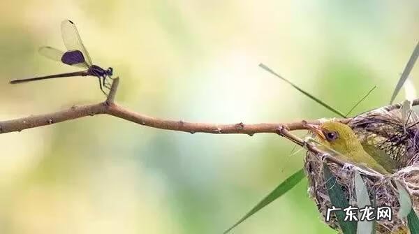 小鸟的品种及图片 小鸟的图片大全