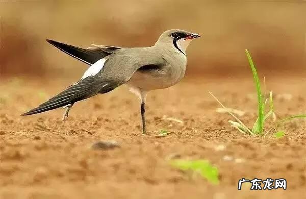 小鸟的品种及图片 小鸟的图片大全