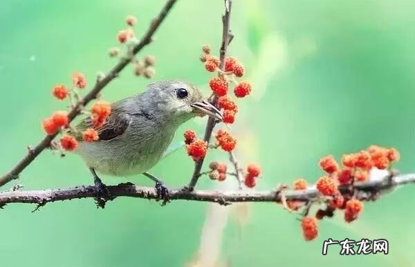 小鸟的品种及图片 小鸟的图片大全