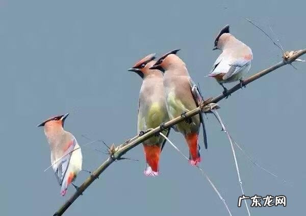 小鸟的品种及图片 小鸟的图片大全