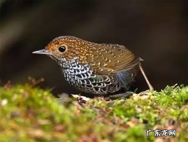 小鸟的品种及图片 小鸟的图片大全