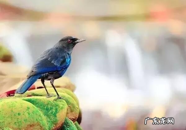 小鸟的品种及图片 小鸟的图片大全