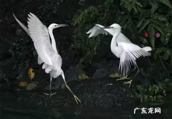 小鸟的品种及图片 小鸟的图片大全
