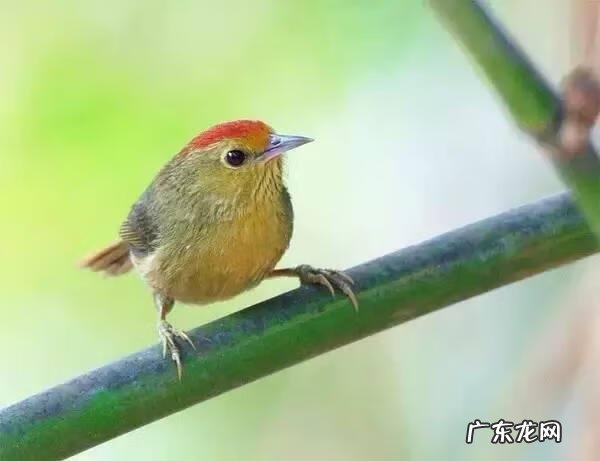 小鸟的品种及图片 小鸟的图片大全