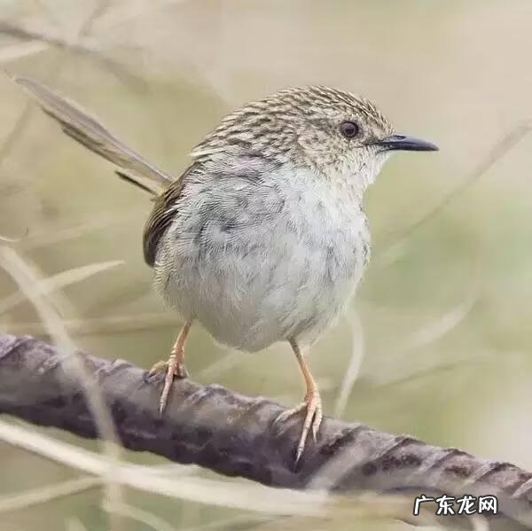 小鸟的品种及图片 小鸟的图片大全