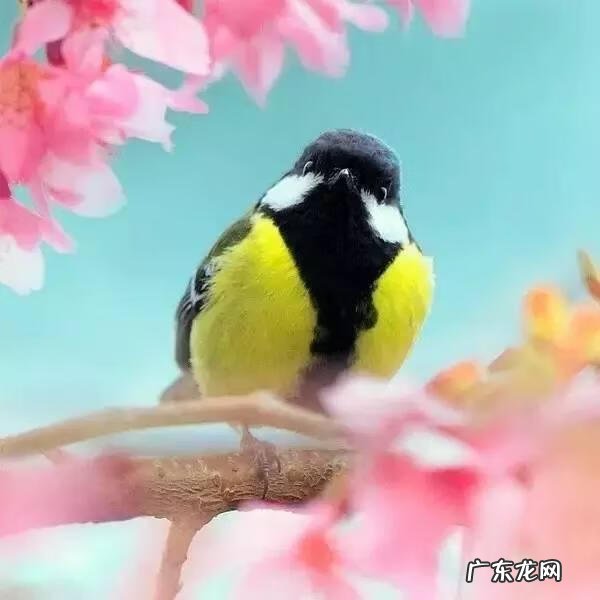 小鸟的品种及图片 小鸟的图片大全