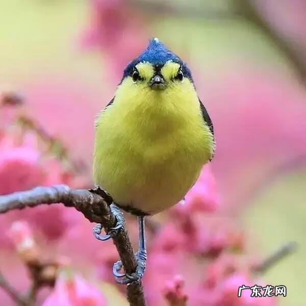 小鸟的品种及图片 小鸟的图片大全