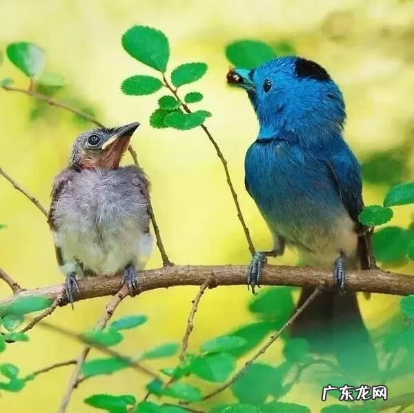 小鸟的品种及图片 小鸟的图片大全