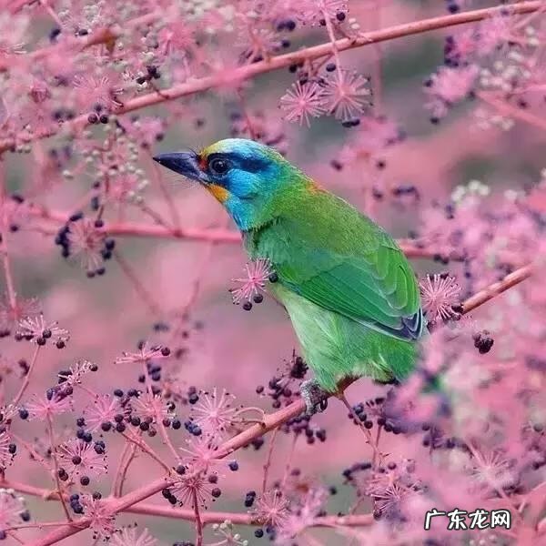 小鸟的品种及图片 小鸟的图片大全