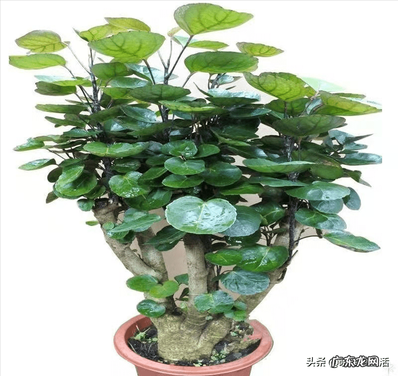 养春羽有什么好处 家里摆放春羽风水好吗